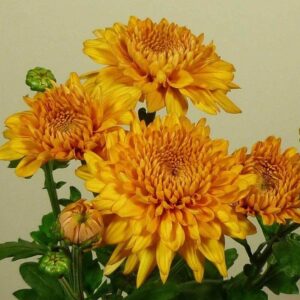 Chrysanthemum Gompie Bronze Schnittblume