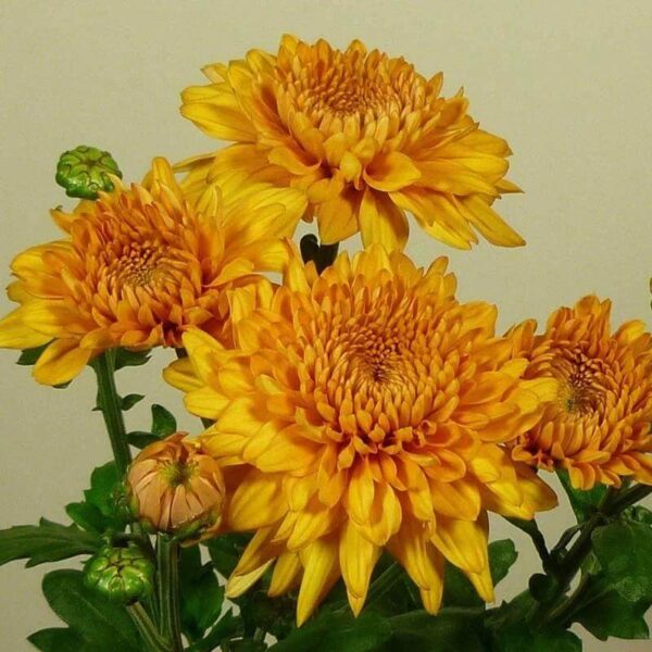 Chrysanthemum Gompie Bronze Schnittblume