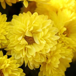 Chrysantheme Gompie Gelbe Schnittblume