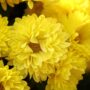 Chrysantheme Gompie Gelbe Schnittblume