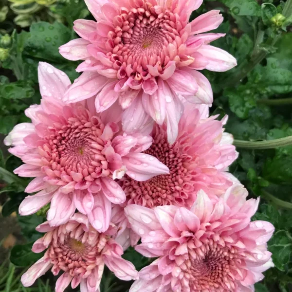 Chrysantheme Gompie Rosa Schnittblume