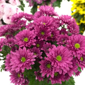 Chrysanthemum Gompie Lila Schnittblume