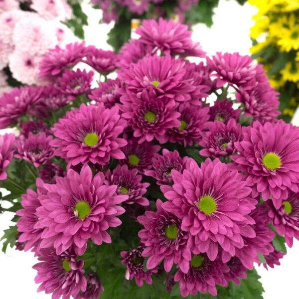Chrysanthemum Gompie Lila Schnittblume