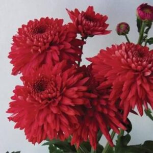 Chrysantheme Gompie Rote Schnittblume