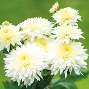 Chrysantheme Gompie Weiße Schnittblume