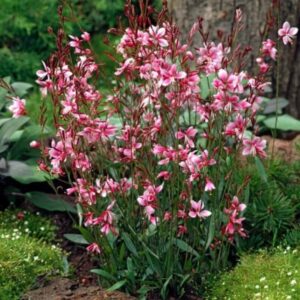 Gaura Lindheimeri Rose Prachtkerze