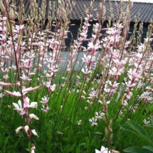Gaura Lindheimeri Wirbelnde Schmetterlinge Prachtkerze