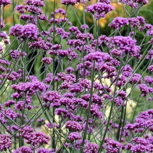 Eisenkraut Verbena Bonariensis Lollipop