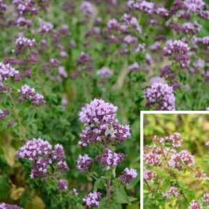Oregano (Wilder Majoran)