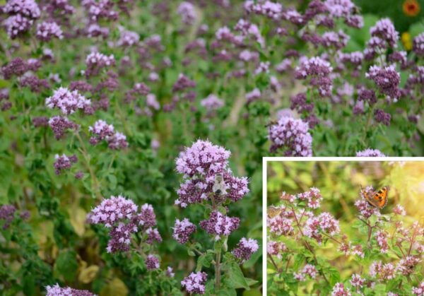 Oregano (Wilder Majoran)