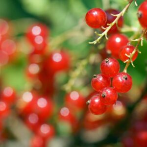 Rote Johannisbeeren (Ribisel)