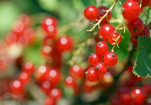 Rote Johannisbeeren (Ribisel)