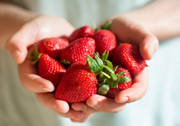 Senga Sengana A++ Erdbeeren