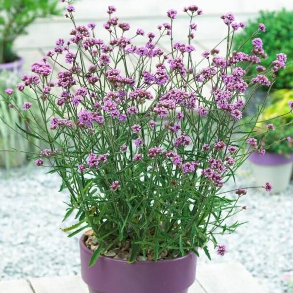 Eisenkraut Verbena Bonariensis Lollipop – Bild 2