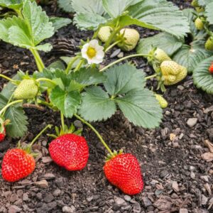 Schwere Korona A++ Erdbeeren