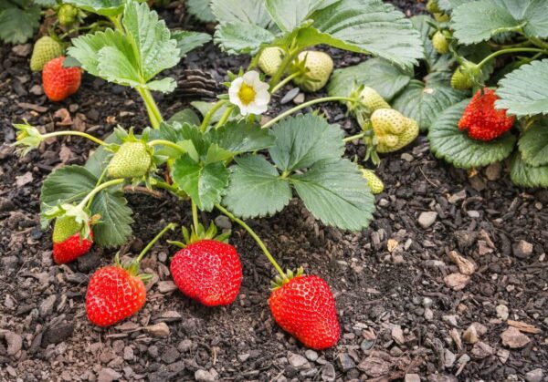 Schwere Korona A++ Erdbeeren
