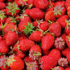 Schwere Ostara Erdbeeren A++ Immertragend