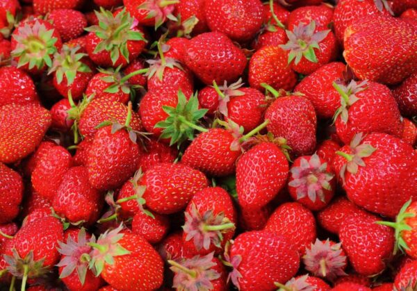 Schwere Ostara Erdbeeren A++ Immertragend