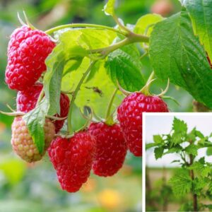Himbeere Rubus idaeus
