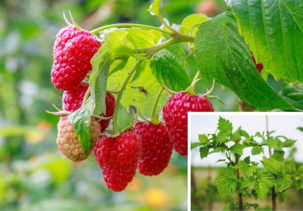 Himbeere Rubus idaeus