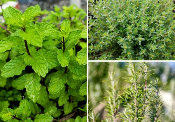 Kräuterpflanzenset (1x Minze, 1x Rosmarin und 2x Thymian)
