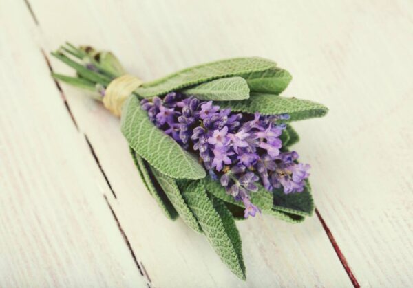 Salbei Violet (Salvia) – Bild 3