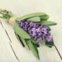 Salbei Violet (Salvia) – Bild 3