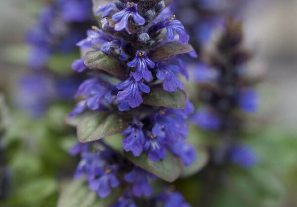 Salbei Violet (Salvia) – Bild 2