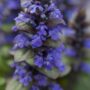 Salbei Violet (Salvia) – Bild 2