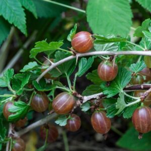 Rote Stachelbeeren