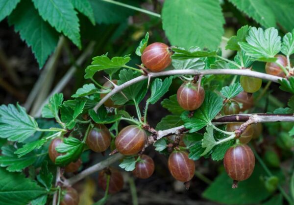 Rote Stachelbeeren