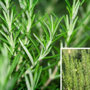 Rosmarin 'Rosmarinus officinalis'