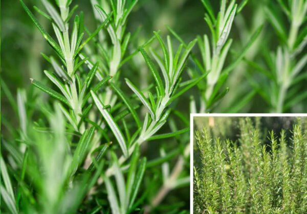 Rosmarin 'Rosmarinus officinalis'