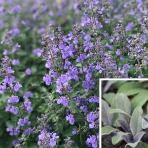 Salbei Violet (Salvia)