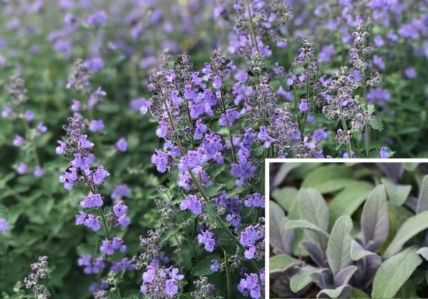 Salbei Violet (Salvia)