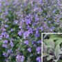 Salbei Violet (Salvia)